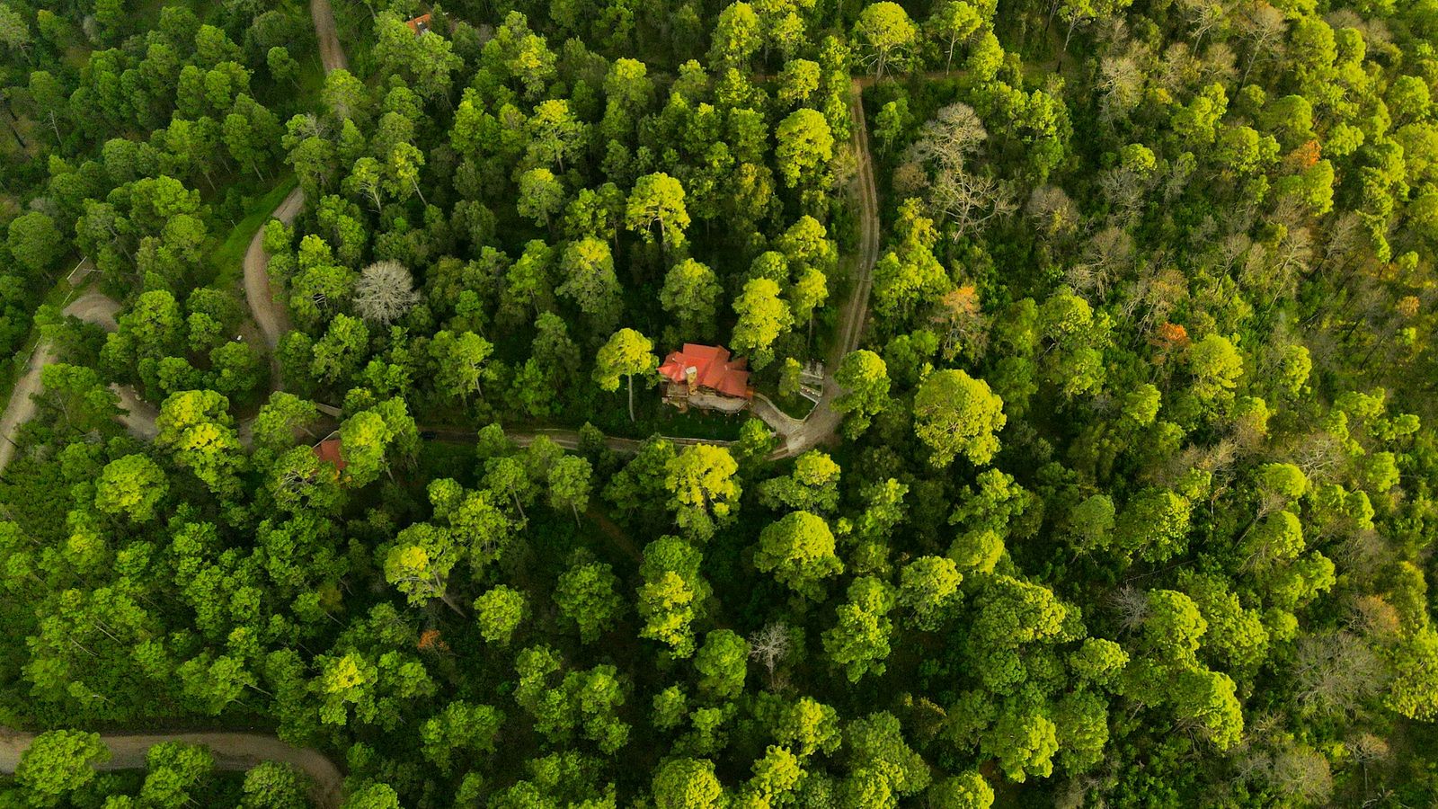 Bosque de Mazamitla visto desde el aire